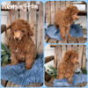 Beautiful Toy poodle puppies