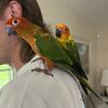 DNA Tested Male Sun Conures