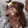 Beautiful Liver Shih Tzu Female Full AKC