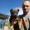 German shepherd