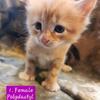Maine Coon Mix Kittens