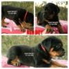 100% Pure German Rottweilers puppies(credit cards excepted)