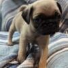 healthy and playful pugs