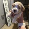 Cockapoo Puppies for Sale