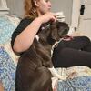 LuLu 1yr old beagle x Boxer