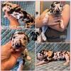 ✨Great Dane Puppies✨