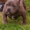 2 American bully males available