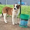 Registered English Shepherd Pups