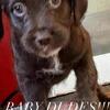AUSSIEDOODLE Mix ready Bristol Virginia