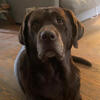 AKC registered chocolate lab for Stud