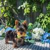 Yorkie babies