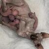 Sphynx Kittens