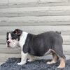 Bruno