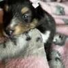 Sheltie Puppies in Cheboygan, Mi. AKC Genetically Tested$1800.00