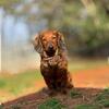 Chiweenie puppy!