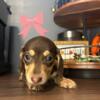 For Sale Miniature Dachshund Puppies