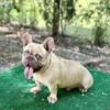 Fawn Lilac Male Frenchie Pup