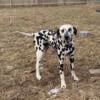 Cowboy Dalmatian intact male