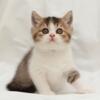NEW Elite British kitten from Europe with excellent pedigree, male. Vuiko