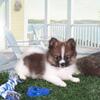 Davey ACA Pomeranian Puppy