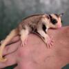 BABY SUGAR GLIDERS - ALL COLORS AVAILABLE  ONLY AT BROOKES BUNNY FARM