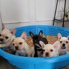 Male Frenchies