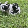 LGD/Herd PUPPIES!!