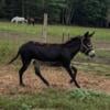 Donkey gelding , beautiful markings