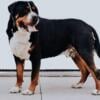 Greater Swiss Mountain Dog x German Shepherd. Therapy/Mobility Pups.