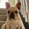 AKC French Bulldog Puppy