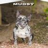 Merle Frenchie Open for stud 