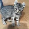 Highlander kittens discounted 