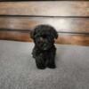 AKC Tiny Toy "Teacup" Poodle