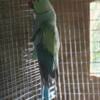 Indian Ringneck, Mulga.Redrump,Kakariki