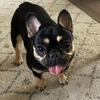French Bulldog AKC Registered
