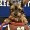 Teacup female yorkie