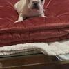 French bulldog pup