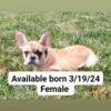 AKC French Bulldog Puppy