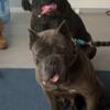 Cane corso stud service/pups