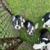 Boston Terrier Puppies