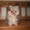 Pomeranian Puppies M/F