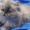 Blue cream Persian girl SOLD