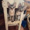 SAVANNAH KITTENS FOR SALE