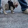 3x Crown pup