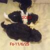 Maltese & Poodle Mix $150-$600-(Maltipoos). Caldwell, Texas