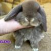 Holland Lop Baby Girls in KY