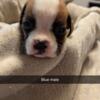 Boxer puppies available AKC 75% European bloodline