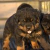 AKC Rottweiler puppies