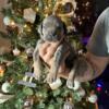 Cane Corso Puppies Ready for pickup after Jan.8th