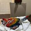 Scarlet macaw